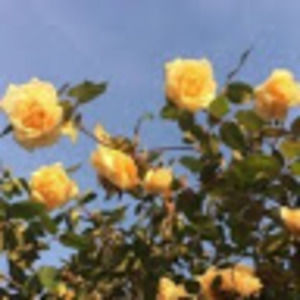 Meet your Posher, Bryn